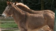 Meet the chonky, hard-working mules of Olympic National Park