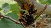 1,400 different bug species found in the guts of Asian hornets