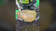‘Cursed gummybear’ spotted in Lake Huron
