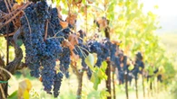 Bronze Age farmers often prioritized wine over olives