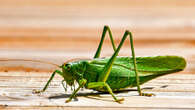 Parasitic crickets have a few moves to outsmart ants