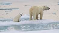 See the first moments when 3 polar bear cubs emerge from their den