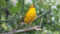 Traffic noise is making these these Galápagos birds more aggressive