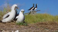 Pacific island wildlife refuge spared from SpaceX rocket project