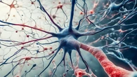 Even old brains can make new neurons, study suggests