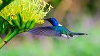 Baby hummingbird appears to mimic caterpillar to avoid death