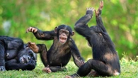Wild chimps consume the equivalent of two glasses of wine a day