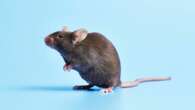 Messing with mouse brains during sex leads to unexpected discovery