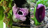  Scientists discover how some flowers mimic the smell of death