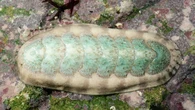 Unsuspecting sea creature has Earth’s hardest teeth