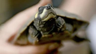 World’s largest known turtle nesting site found in the Amazon