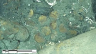 Gold coins confirm ‘world’s richest shipwreck’ is 18th century Spanish galleon