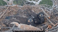 Bittersweet fledge watch begins for bald eagles Sunny and Gizmo