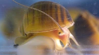 Apple snails can regrow their eyeballs