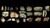 These human ancestors weren’t as lonely as experts thought