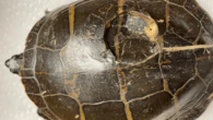 Turtle’s mysterious injury caused by a golf ball