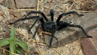 These tarantulas’ genitals are so long, it required a new genus