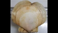 A heart-shaped scallop turned up off the Massachusetts coast