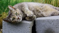 Why do cats love concrete slabs? A vet explains.