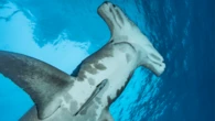 Young hammerhead sharks love Biscayne Bay. Leave them alone, humans.