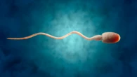 Next-generation male contraceptives could rely on the perfect temperature