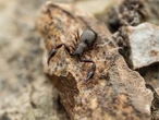 New pseudoscorpions with dragon-like jaws discovered in a South Korea cave
