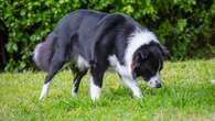 Border collies out-sniff some hunting dogs in scientific smell competition