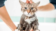Why do cats hate water? An expert explains.
