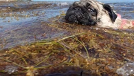 7 wild photos. 40 years of data. 1 smelly seaweed story.