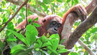 Orangutans sacrifice sleep to socialize–but naps can help
