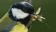 Great tits thrive in old-growth forests