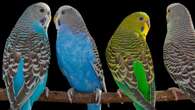 Budgie brains reveal parallels between parrot and human speech