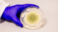 Deadly ‘pharaoh’s curse fungus’ could be used to fight cancer