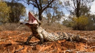 A zookeeper’s burnt lunch revealed a lizard’s secret survival skill