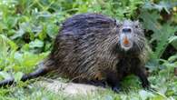 US Fish and Wildlife is begging you to eat more invasive marsh rodents