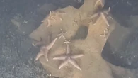 Sunken WWII bombs make a surprising home for sea life