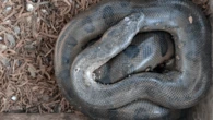 Q&A: How anacondas, chickens, and locals may be able to coexist in the Amazon