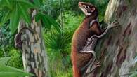 This extinct tree-dwelling mammal may be among humans’ closer relatives