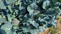 New broccoli hybrid can thrive in colder climates