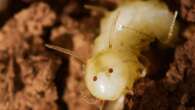 Rare fly species wears fake termite head to infiltrate nests