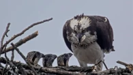 Three osprey chicks hatch in 500-pound steel nest boxes