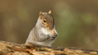 Rodents’ secret weapon? Thumbnails.