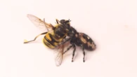 Flies disguised as wasps can’t fool birds