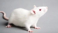 Researchers successfully heal rats’ broken spines 