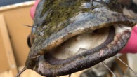 Monster catfish and its creepy smile invade PA rivers