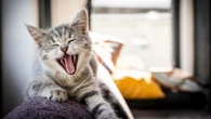 Allergic to cats? Chickens could help. 