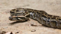 Pythons can devour bones thanks to unique stomach cells