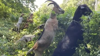 G.O.A.T. will be crowned in first-ever professional eating competition for goats