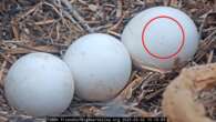 Pip spotted! Live cam bald eagles’ eggs shows hopeful signs of hatching