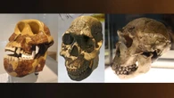 Human teeth evolved to fit our diet